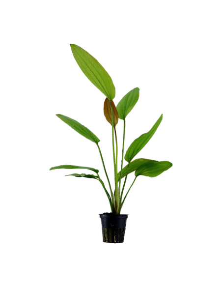 Echinodorus 'Rosé'- Tropica Tropica - 1