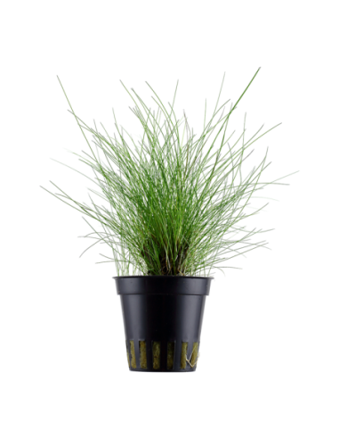 Eleocharis parvula- Tropica Tropica - 1