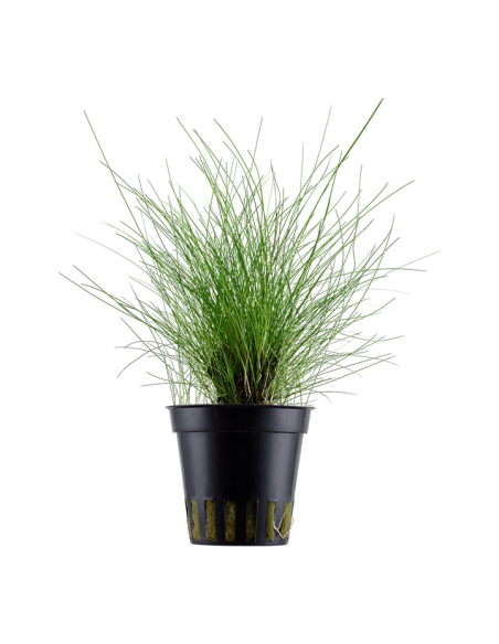 Eleocharis parvula- Tropica Tropica - 1