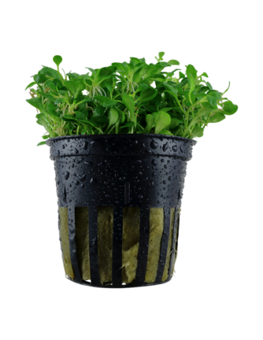 Glossostigma elatinoides- Tropica Tropica - 1