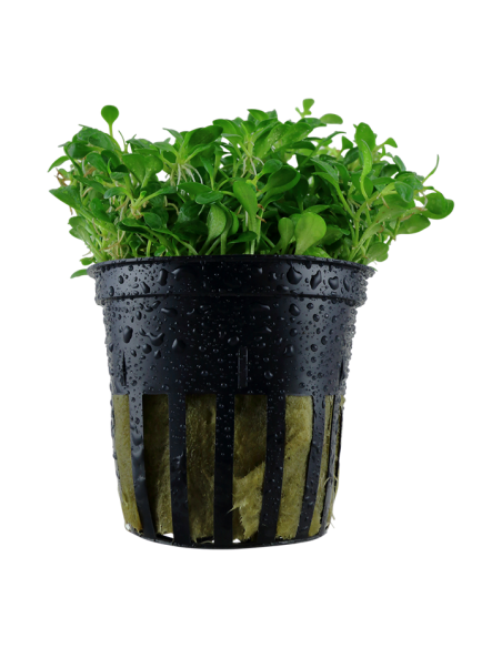 Glossostigma elatinoides- Tropica Tropica - 1