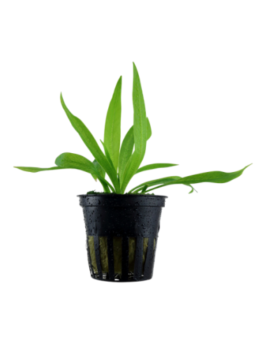 Helanthium bolivianum 'Quadricostatus'- Tropica Tropica - 1