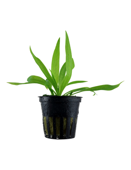Helanthium bolivianum 'Quadricostatus'- Tropica Tropica - 1