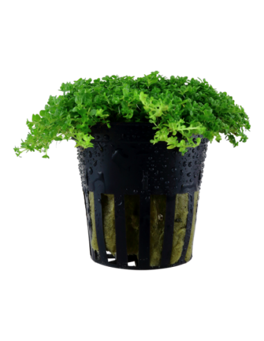 Hemianthus callitrichoides 'Cuba'- Tropica Tropica - 1