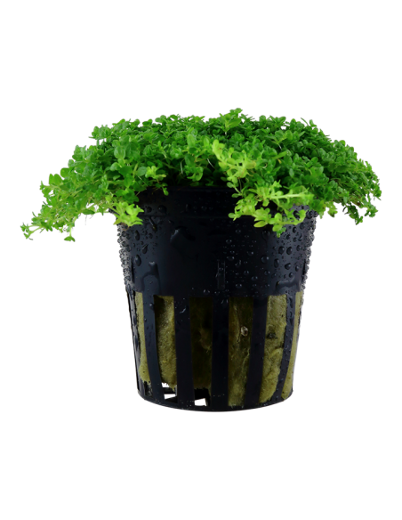 Hemianthus callitrichoides 'Cuba'- Tropica Tropica - 1