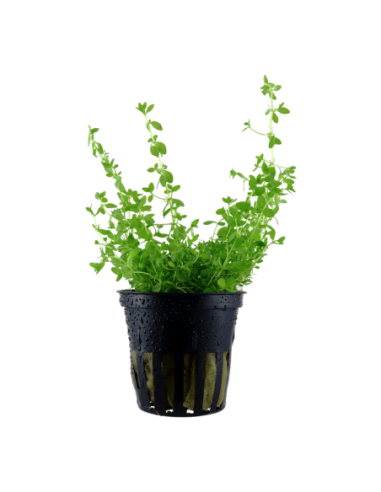 Hemianthus micranthemoides glomeratum- Tropica Tropica - 1