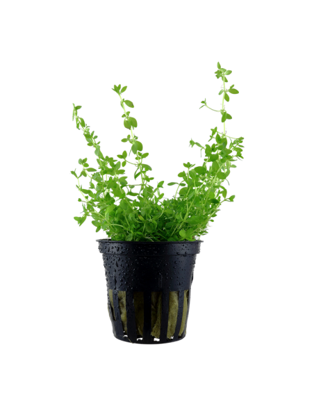 Hemianthus micranthemoides glomeratum- Tropica Tropica - 1