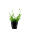 Hemianthus micranthemoides glomeratum- Tropica Tropica - 1