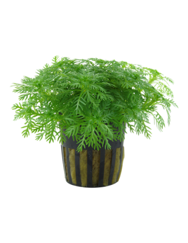 Hottonia palustris- Tropica Tropica - 1