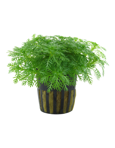 Hottonia palustris- Tropica Tropica - 1