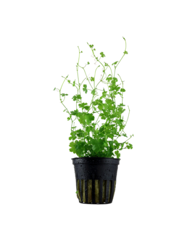Hydrocotyle tripartita- Tropica Tropica - 1