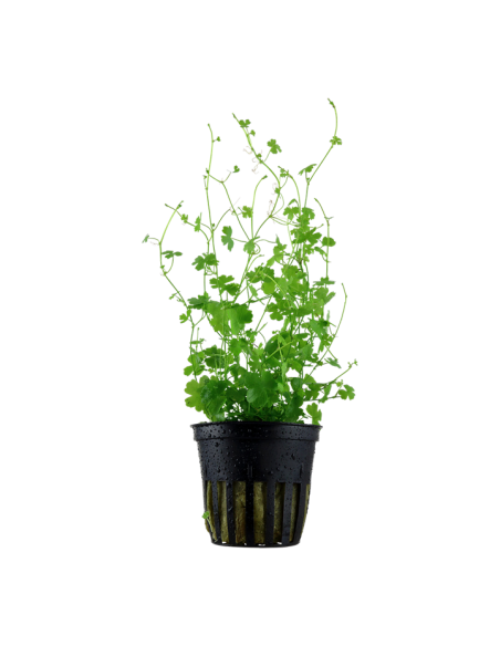 Hydrocotyle tripartita- Tropica Tropica - 1
