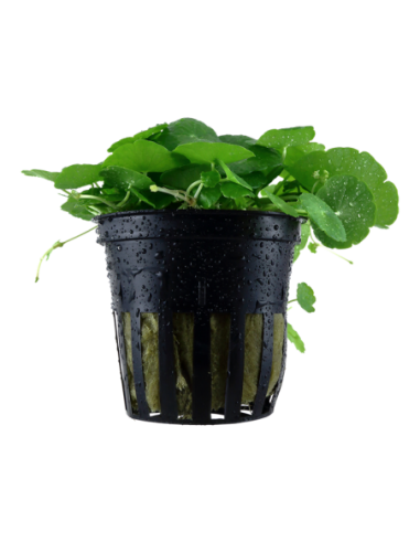 Hydrocotyle verticillata- Tropica Tropica - 1