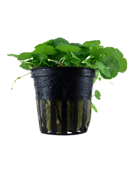Hydrocotyle verticillata- Tropica Tropica - 1
