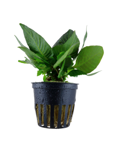 Hygrophila corymbosa 'Compact'- Tropica Tropica - 1