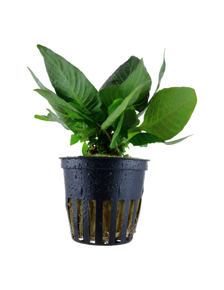 Hygrophila corymbosa 'Compact'- Tropica Tropica - 1