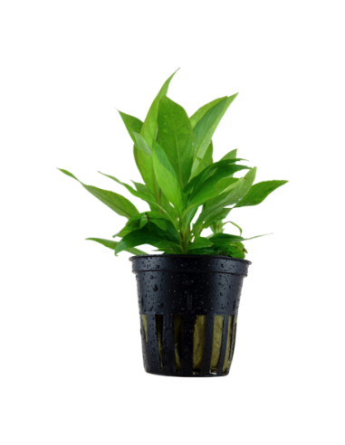 Hygrophila corymbosa 'Siamensis'- Tropica Tropica - 1