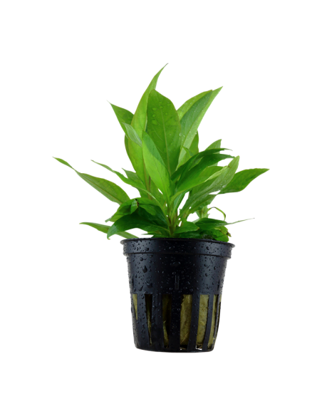 Hygrophila corymbosa 'Siamensis'- Tropica Tropica - 1