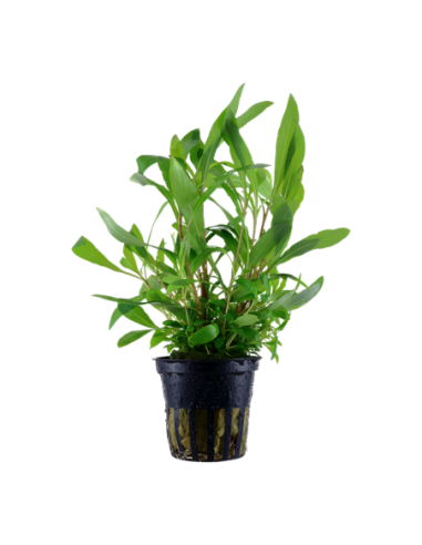 Hygrophila corymbosa 'Siamensis 53B'- Tropica Tropica - 1