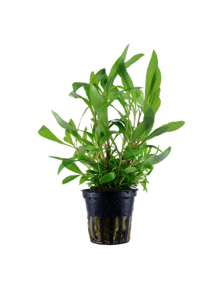 Hygrophila corymbosa 'Siamensis 53B'- Tropica Tropica - 1