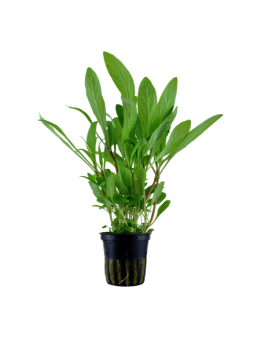 Hygrophila costata- Tropica Tropica - 1