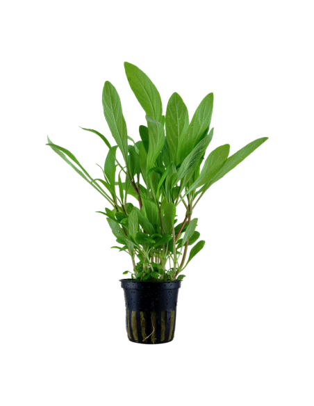 Hygrophila costata- Tropica Tropica - 1
