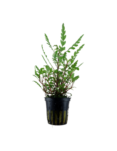 Hygrophila pinnatifida- Tropica Tropica - 1
