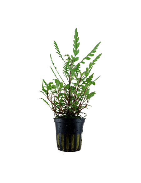 Hygrophila pinnatifida- Tropica Tropica - 1