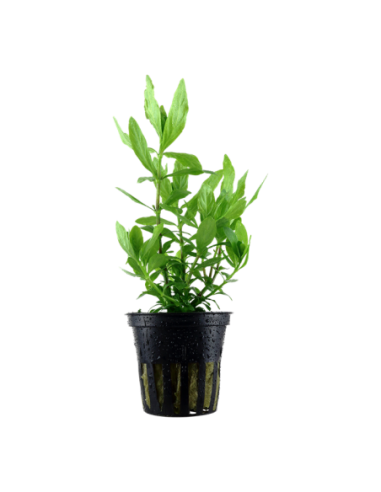 Hygrophila polysperma- Tropica Tropica - 1