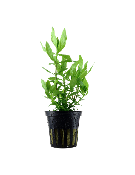 Hygrophila polysperma- Tropica Tropica - 1