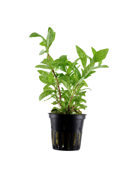 Hygrophila polysperma 'Rosanervig'- Tropica Tropica - 1