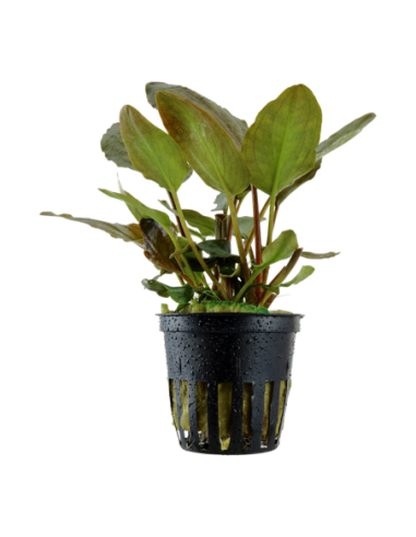 Lagenandra meeboldii Red- Tropica Tropica - 1