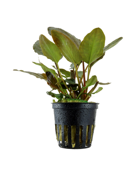 Lagenandra meeboldii Red- Tropica Tropica - 1