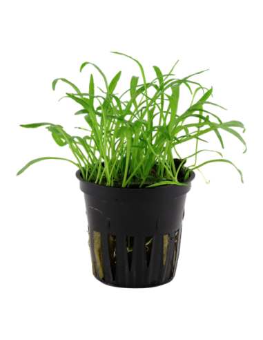 Lilaeopsis brasiliensis- Tropica Tropica - 1