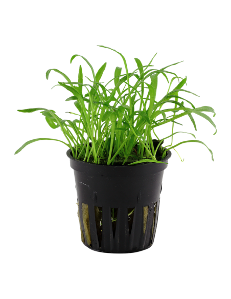Lilaeopsis brasiliensis- Tropica Tropica - 1