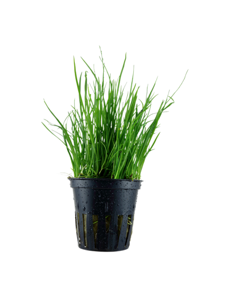 Lilaeopsis mauritiana- Tropica Tropica - 1