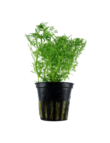 Limnophila aquatica - Tropica Tropica - 1