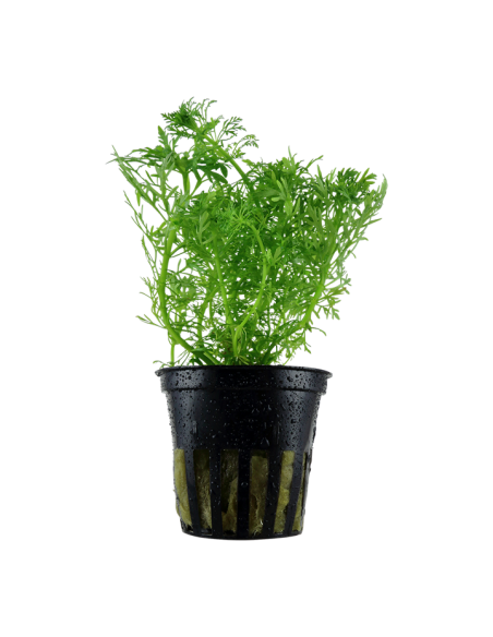 Limnophila aquatica - Tropica Tropica - 1