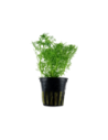 Limnophila aquatica - Tropica Tropica - 1