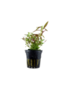 Limnophila hippuridoides - Tropica Tropica - 1