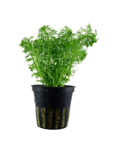 Limnophila sessiliflora- Tropica Tropica - 1
