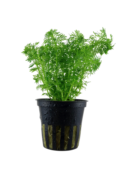 Limnophila sessiliflora- Tropica Tropica - 1