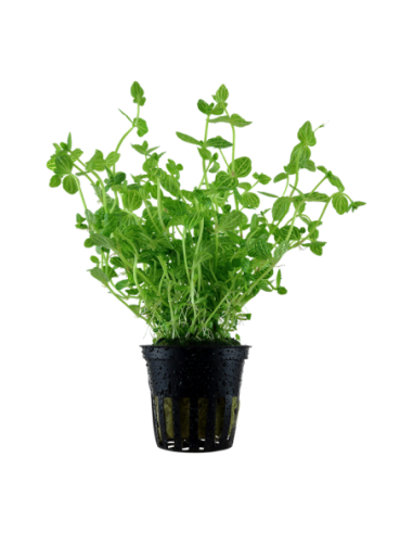 Lindernia rotundifolia- Tropica Tropica - 1