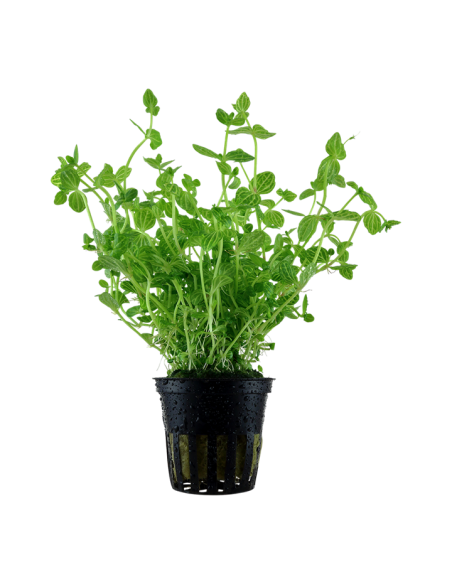 Lindernia rotundifolia- Tropica Tropica - 1