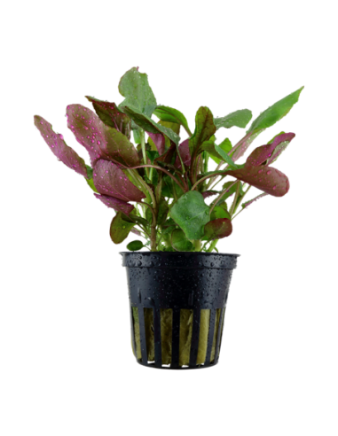 Lobelia cardinalis- Tropica Tropica - 1