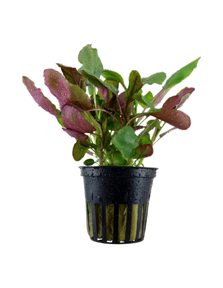 Lobelia cardinalis- Tropica Tropica - 1