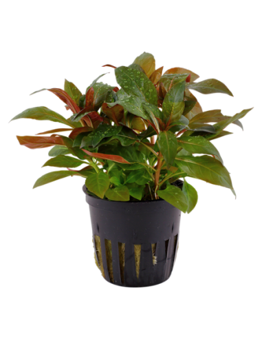 Ludwigia glandulosa- Tropica Tropica - 1