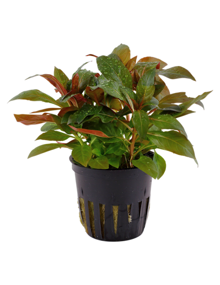 Ludwigia glandulosa- Tropica Tropica - 1