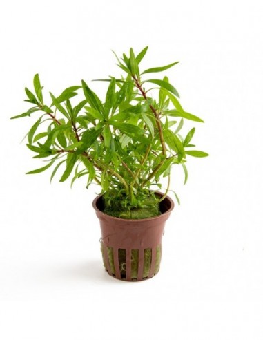 Ludwigia inclinata 'Cuba'- Tropica Tropica - 1