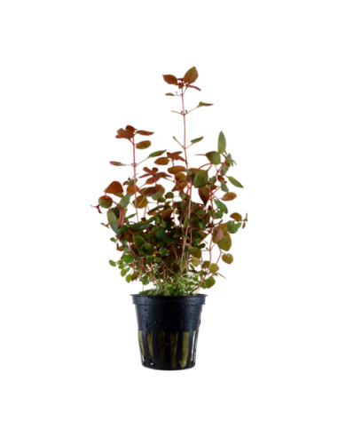 Ludwigia palustris 'Super Red'- Tropica Tropica - 1